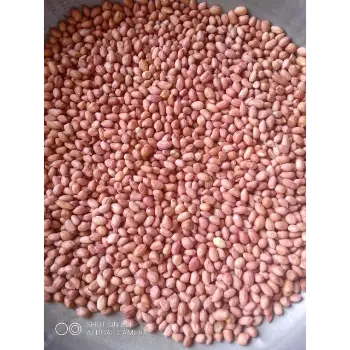 Organic Groundnut Seeds 